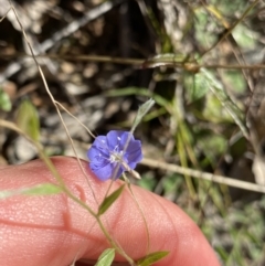 Evolvulus alsinoides var. decumbens (Slender Dwarf Morning Glory) at Bungonia, NSW - 11 Apr 2022 by NedJohnston