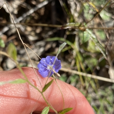 Evolvulus alsinoides var. decumbens (Slender Dwarf Morning Glory) at Bungonia National Park - 11 Apr 2022 by Ned_Johnston