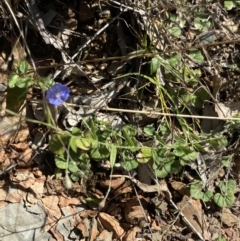 Evolvulus alsinoides var. decumbens at Bungonia, NSW - 11 Apr 2022