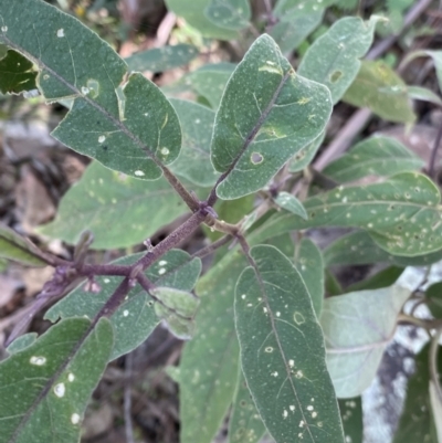 Solanum celatum at Bungonia, NSW - 11 Apr 2022 by NedJohnston