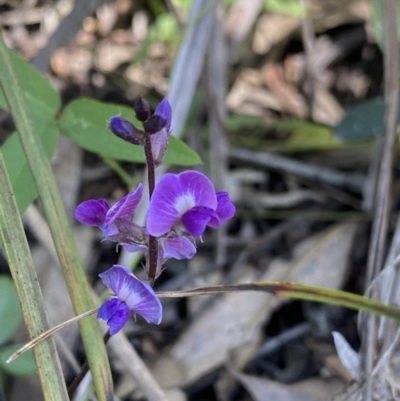 Glycine tabacina (Variable Glycine) at Bungonia, NSW - 11 Apr 2022 by NedJohnston