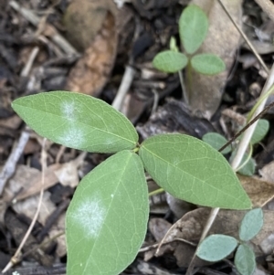 Glycine tabacina at Bungonia, NSW - 11 Apr 2022