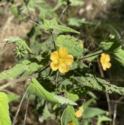 Abutilon oxycarpum (Straggly Lantern-bush, Lantern Bush) at Bungonia National Park - 11 Apr 2022 by Ned_Johnston