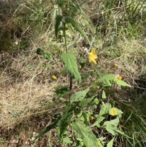 Abutilon oxycarpum at Bungonia, NSW - 11 Apr 2022 01:00 PM