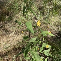 Abutilon grandifolium at Bungonia, NSW - 11 Apr 2022