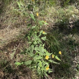 Abutilon oxycarpum at Bungonia, NSW - 11 Apr 2022 01:00 PM