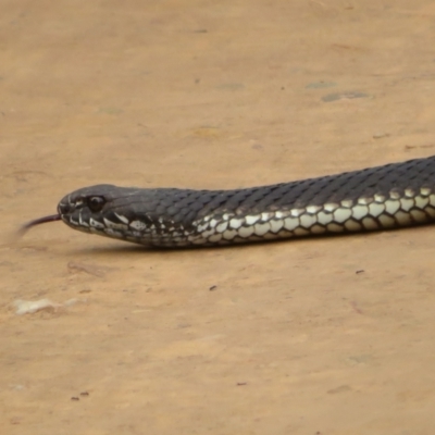 Austrelaps ramsayi (Highlands Copperhead) at Namadgi National Park - 11 Apr 2022 by Christine