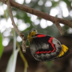 Delias nigrina (Black Jezebel) at Fyshwick, ACT - 11 Apr 2022 by Christine