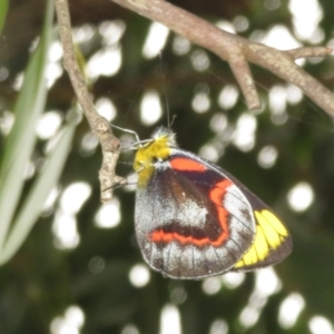 Delias nigrina at Fyshwick, ACT - 11 Apr 2022 04:41 PM