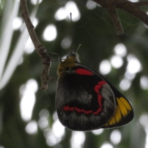 Delias nigrina at Fyshwick, ACT - 11 Apr 2022 04:41 PM