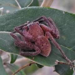 Neosparassus sp. (genus) (Unidentified Badge huntsman) at Namadgi National Park - 11 Apr 2022 by JohnBundock