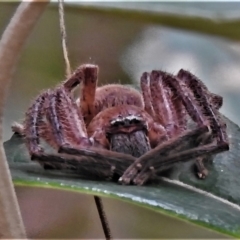 Neosparassus sp. (genus) at Tennent, ACT - 11 Apr 2022