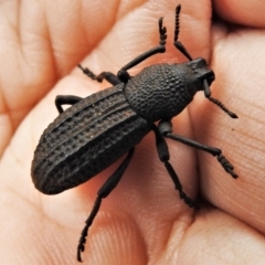 Amycterus abnormis (Ground weevil) at Cotter River, ACT - 11 Apr 2022 by JohnBundock