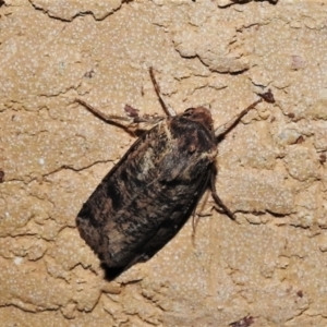 Agrotis porphyricollis at Wanniassa, ACT - 10 Apr 2022 09:59 PM