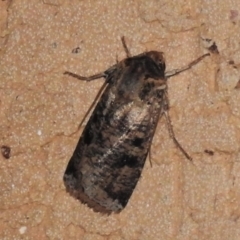 Agrotis porphyricollis at Wanniassa, ACT - 10 Apr 2022