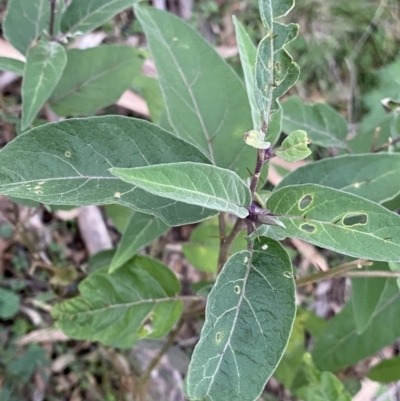 Solanum celatum at Bungonia National Park - 11 Apr 2022 by Ned_Johnston