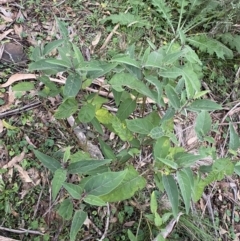 Solanum celatum at Bungonia, NSW - 11 Apr 2022 03:46 PM