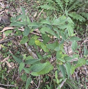 Solanum celatum at Bungonia, NSW - 11 Apr 2022