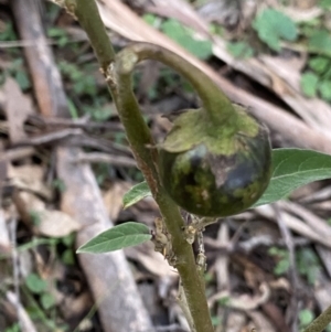 Solanum celatum at Bungonia, NSW - 11 Apr 2022