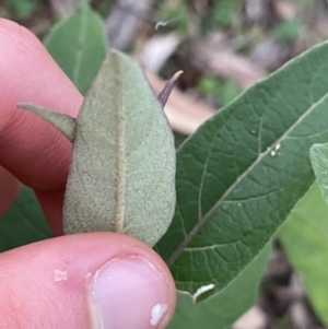Solanum celatum at Bungonia, NSW - 11 Apr 2022