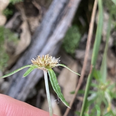 Euchiton involucratus (Star Cudweed) at Bungonia, NSW - 11 Apr 2022 by Ned_Johnston