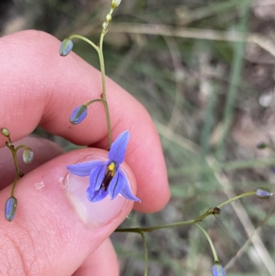 Dianella revoluta (Black-Anther Flax Lily) at Bungonia, NSW - 11 Apr 2022 by NedJohnston