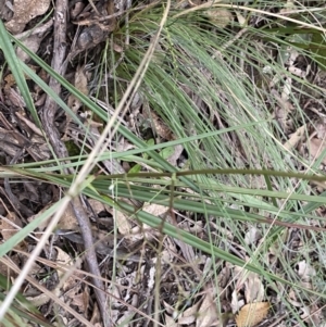 Dianella revoluta at Bungonia, NSW - 11 Apr 2022 03:40 PM