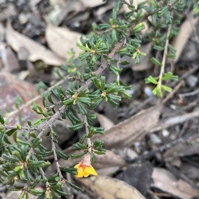 Pultenaea microphylla (Egg and Bacon Pea) at Bungonia, NSW - 11 Apr 2022 by Ned_Johnston