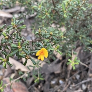 Pultenaea microphylla at Bungonia, NSW - 11 Apr 2022