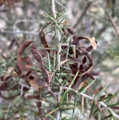 Acacia ulicifolia (Prickly Moses) at Bungonia, NSW - 11 Apr 2022 by NedJohnston