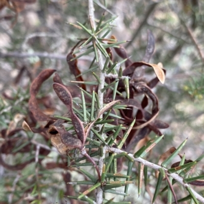 Acacia ulicifolia (Prickly Moses) at Bungonia National Park - 11 Apr 2022 by Ned_Johnston