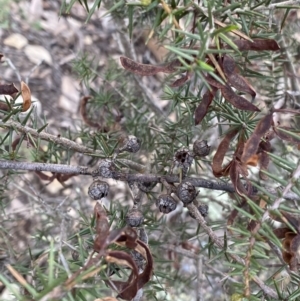 Acacia ulicifolia at Bungonia, NSW - 11 Apr 2022