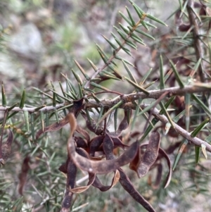 Acacia ulicifolia at Bungonia, NSW - 11 Apr 2022