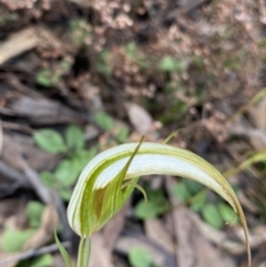 Diplodium ampliatum (Large Autumn Greenhood) at Bungonia, NSW - 11 Apr 2022 by Ned_Johnston