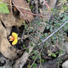 Bossiaea buxifolia (Matted Bossiaea) at Bungonia, NSW - 11 Apr 2022 by Ned_Johnston