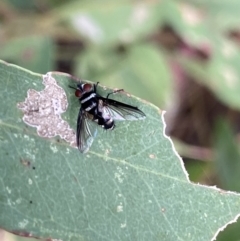 Trigonospila sp. (genus) (A Bristle Fly) at Bungonia, NSW - 11 Apr 2022 by Ned_Johnston