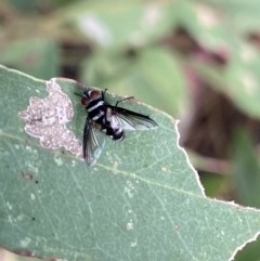 Trigonospila sp. (genus) (A Bristle Fly) at Bungonia National Park - 11 Apr 2022 by Ned_Johnston