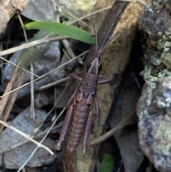 Monistria concinna (Southern Pyrgomorph) at Bungonia National Park - 11 Apr 2022 by Ned_Johnston