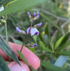 Glycine clandestina (Twining Glycine) at Bungonia, NSW - 11 Apr 2022 by NedJohnston