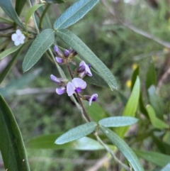 Glycine clandestina at Bungonia, NSW - 11 Apr 2022 02:34 PM