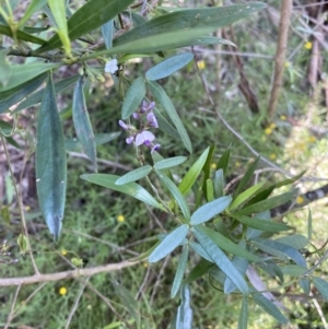 Glycine clandestina at Bungonia, NSW - 11 Apr 2022 02:34 PM