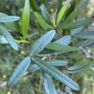 Glycine clandestina at Bungonia, NSW - 11 Apr 2022 02:34 PM