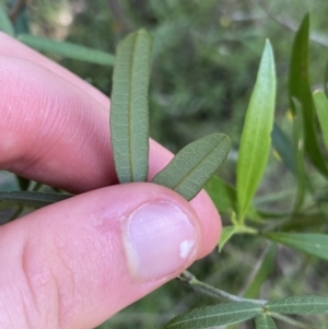 Glycine clandestina at Bungonia, NSW - 11 Apr 2022 02:34 PM