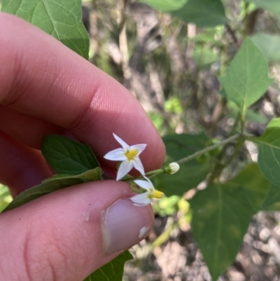 Solanum nigrum (Black Nightshade) at Bungonia, NSW - 11 Apr 2022 by Ned_Johnston