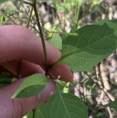 Solanum nigrum at Bungonia, NSW - 11 Apr 2022 02:31 PM