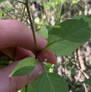 Solanum nigrum at Bungonia, NSW - 11 Apr 2022 02:31 PM