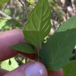 Solanum nigrum at Bungonia, NSW - 11 Apr 2022