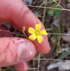 Oxalis (genus) (Wood Sorrel) at Bungonia, NSW - 11 Apr 2022 by NedJohnston