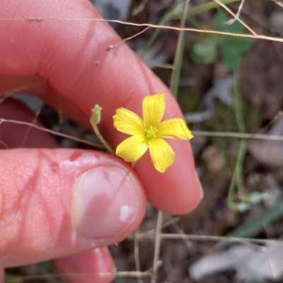 Oxalis (genus) (Wood Sorrel) at Bungonia, NSW - 11 Apr 2022 by NedJohnston