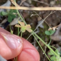 Oxalis sp. at Bungonia, NSW - 11 Apr 2022 02:27 PM